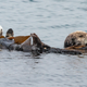 Illustration for article titled You Otter Know, Its Sea Otter Awareness Week!